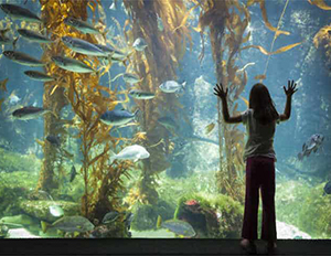 Are You Using the Right Size Fish Tank? The Wrong Tank Could Kill Your Fish Are You Using the Right Size Fish Tank? The Wrong Tank Could Kill Your Fish