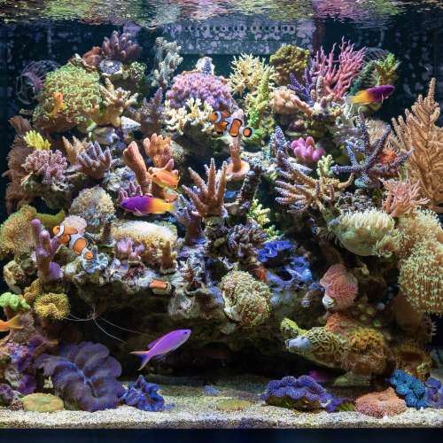 Reef & Saltwater Aquarium Services