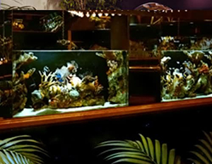 Summer Aquarium Tips Summer Aquarium Tips