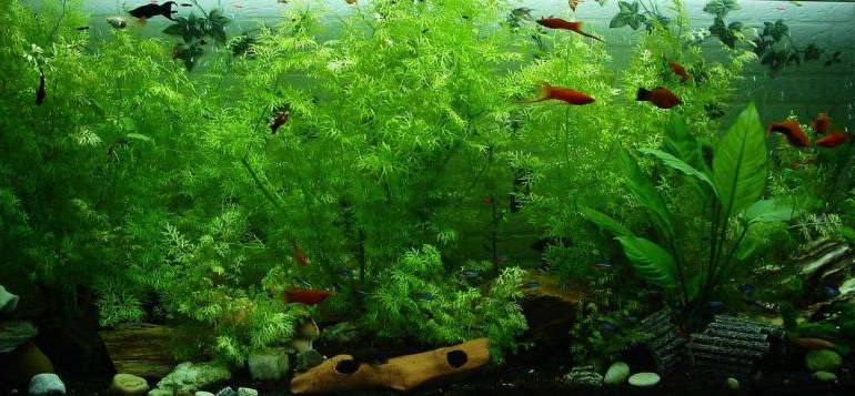 Thinking About Getting an Aquarium? Look Out for These Rookie Mistakes