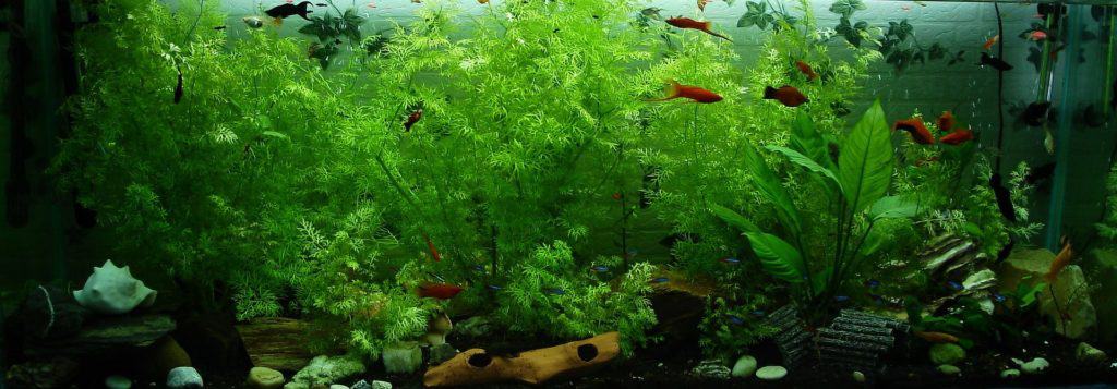 Thinking About Getting an Aquarium? Look Out for These Rookie Mistakes