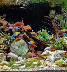 aquarium cleaner service aquarium cleaner service