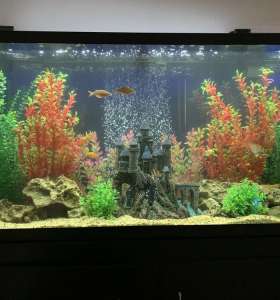 aquarium cleaner services aquarium cleaner services