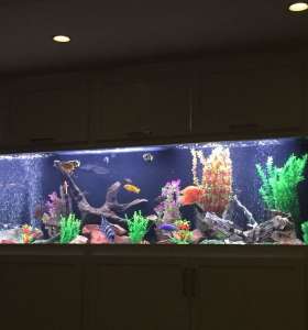 aquarium cleaning company aquarium cleaning company