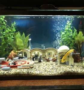 aquarium cleaning service aquarium cleaning service
