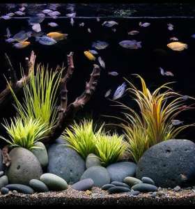 aquarium cleaning services aquarium cleaning services