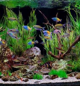 aquarium maintenance service aquarium maintenance service