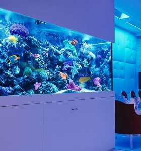 aquarium maintenance services aquarium maintenance services