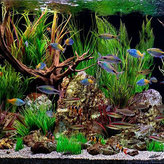 aquarium maintenance service