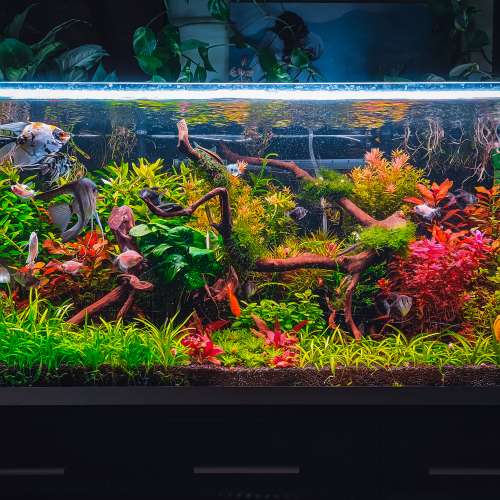 Freshwater Aquarium Services