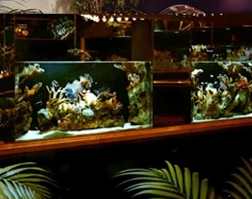 Cool Tips for Keeping Your Aquarium Fish Happy in Hot Weather