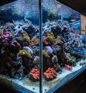 fish tank cleaning services fish tank cleaning services