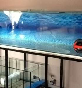 fish tank maintenance service fish tank maintenance service