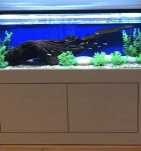 in home aquarium service in home aquarium service